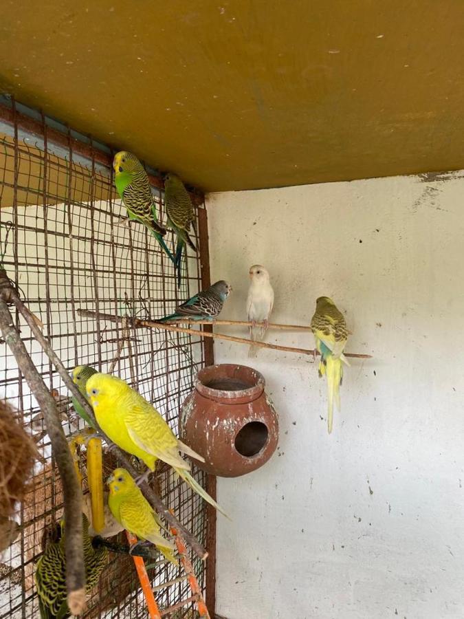 Serenity Farms Chennai