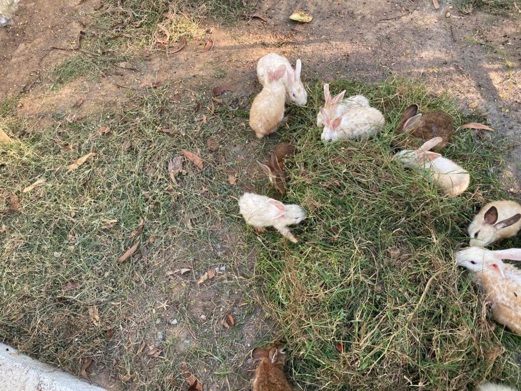Serenity Farms
